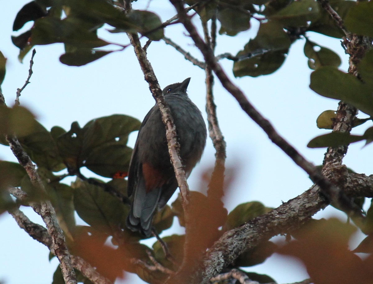 New Caledonian Cuckooshrike - ML248895691