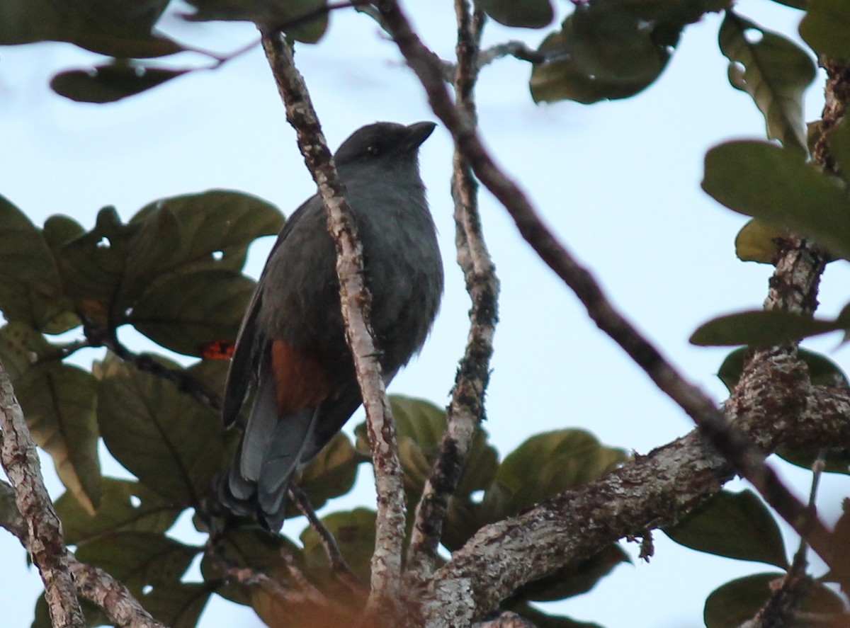 New Caledonian Cuckooshrike - ML248895701