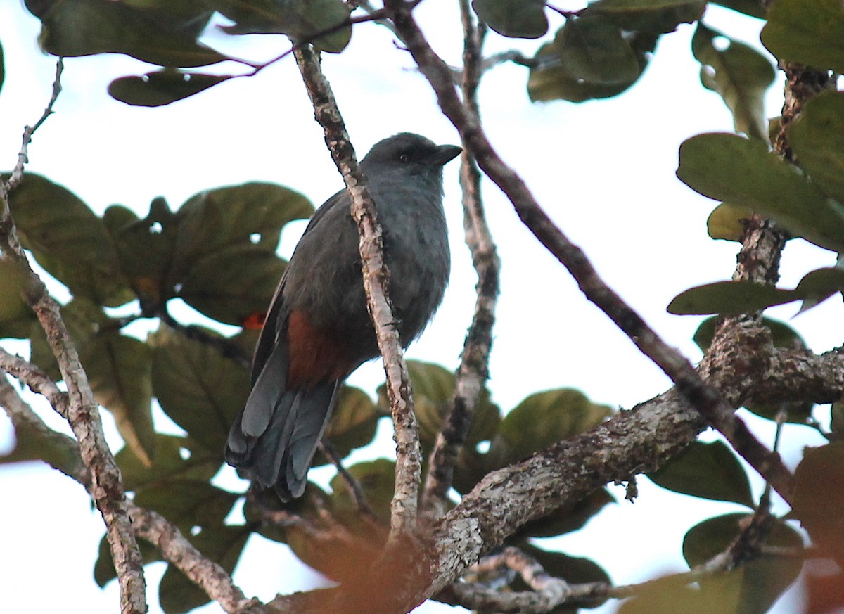 New Caledonian Cuckooshrike - ML248895791