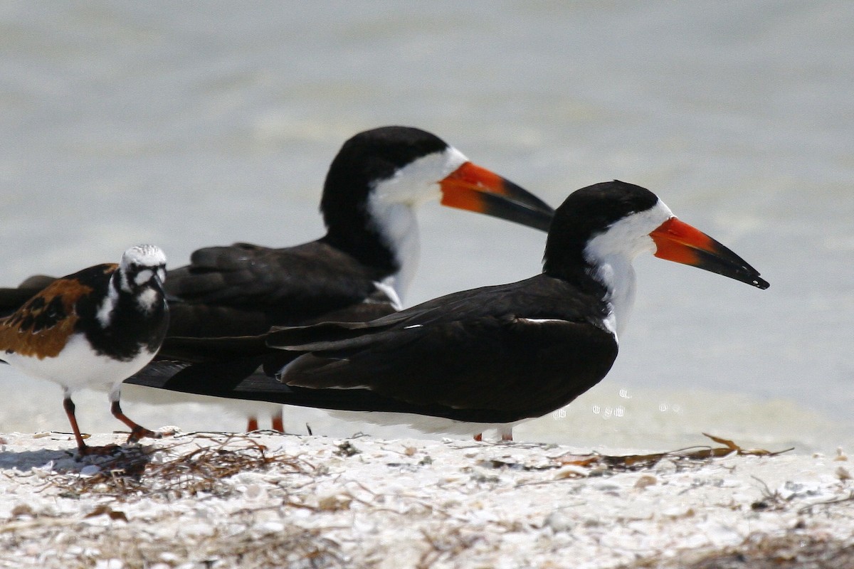 Black Skimmer - Ron Sempier