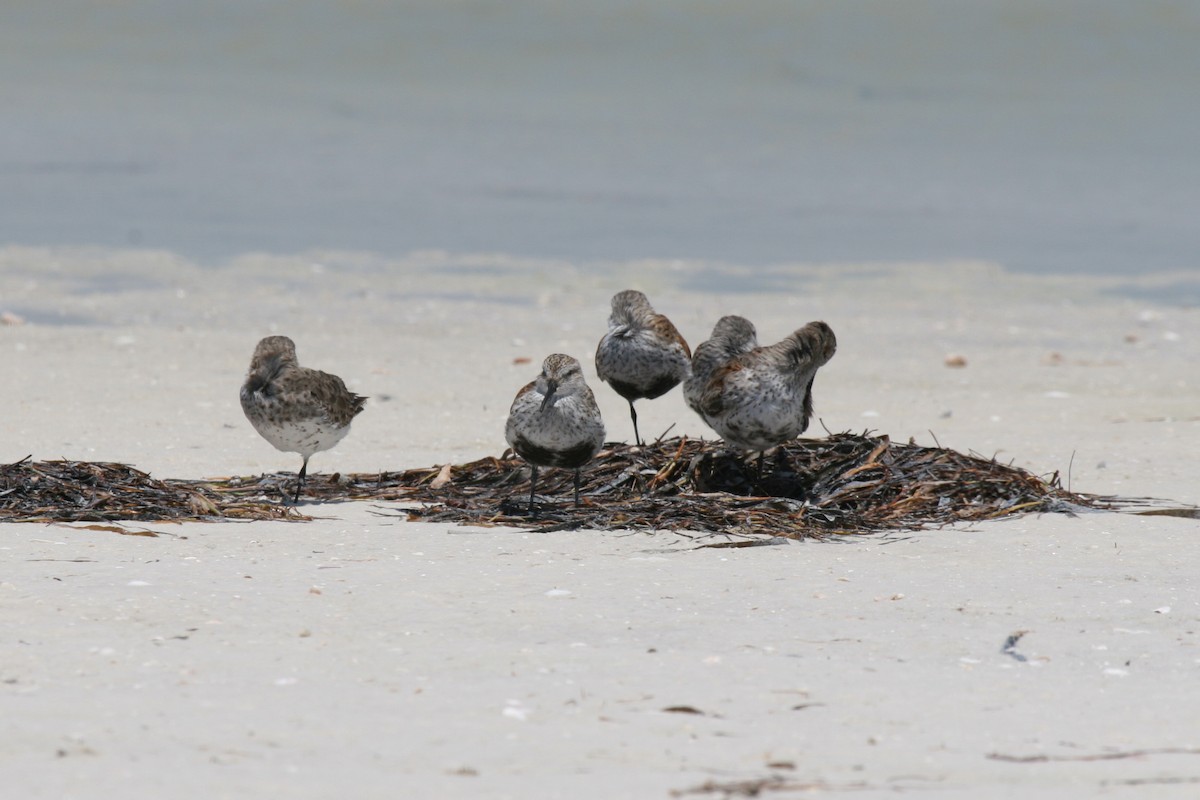 Dunlin - Ron Sempier