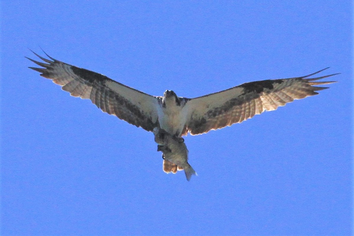 Águila Pescadora - ML248897491