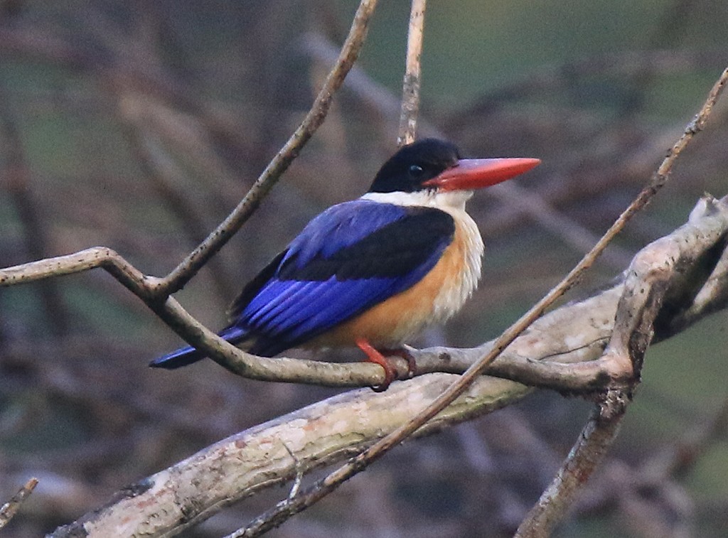 Black-capped Kingfisher - ML248898571