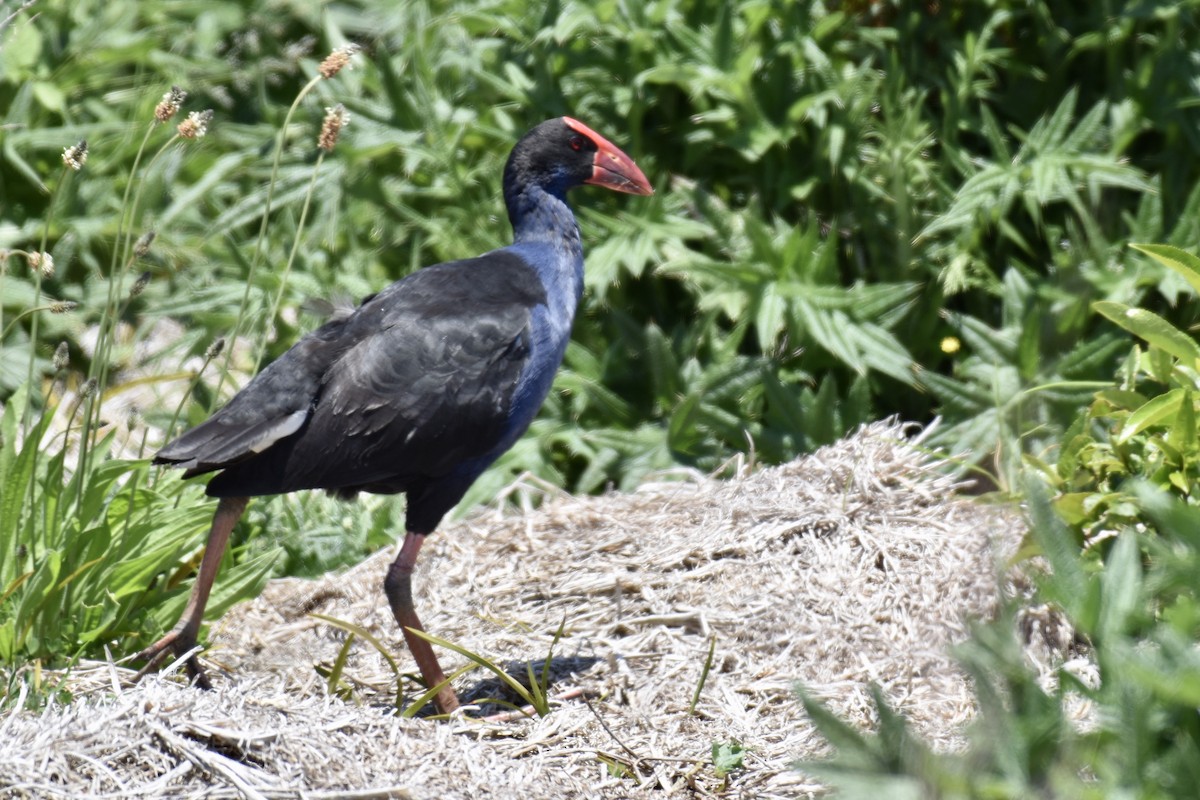 Australasian Swamphen - ML248899021