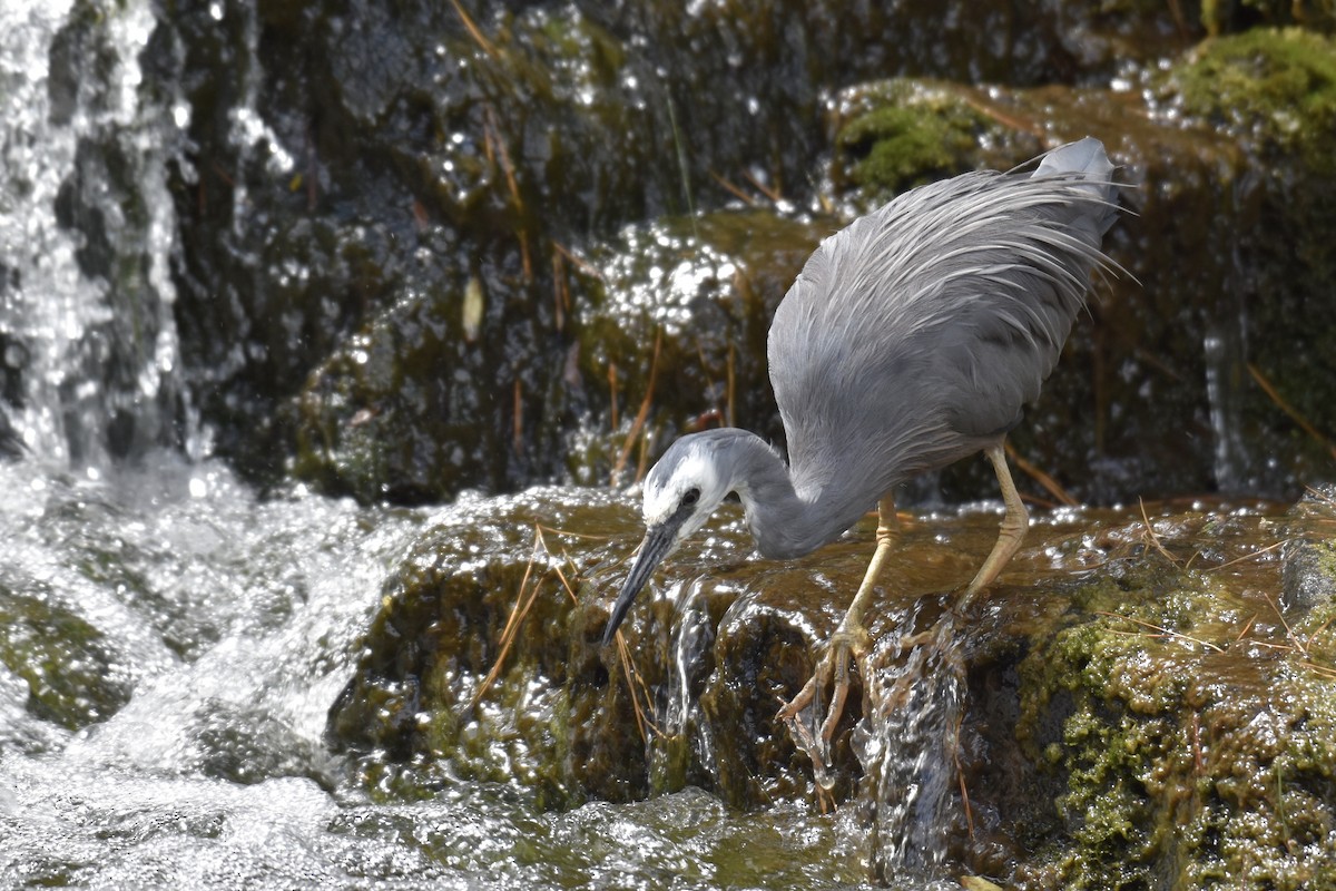 White-faced Heron - ML248901241