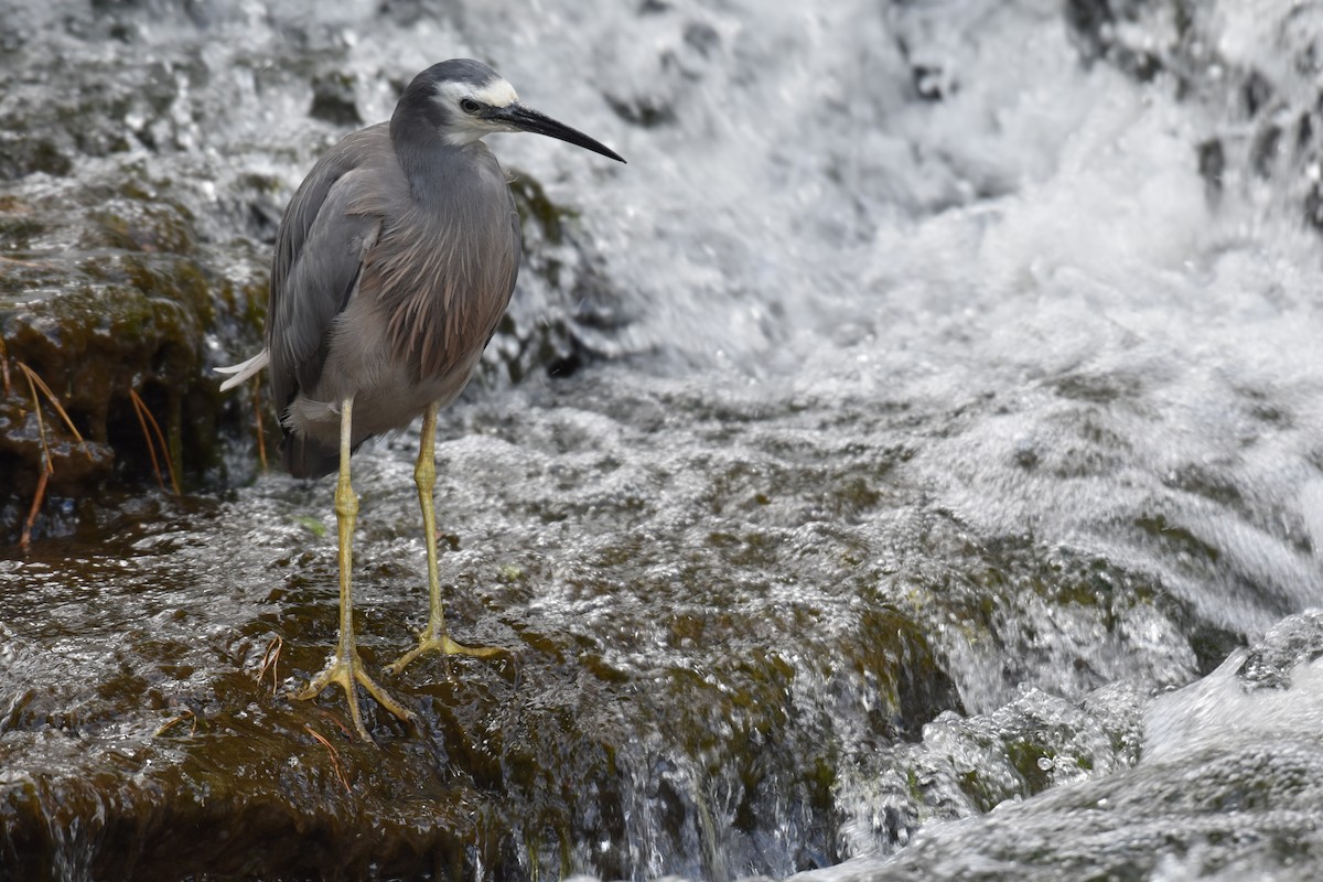 White-faced Heron - ML248901301