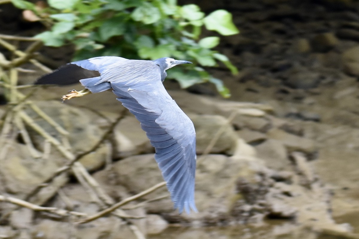 White-faced Heron - Debbie Metler