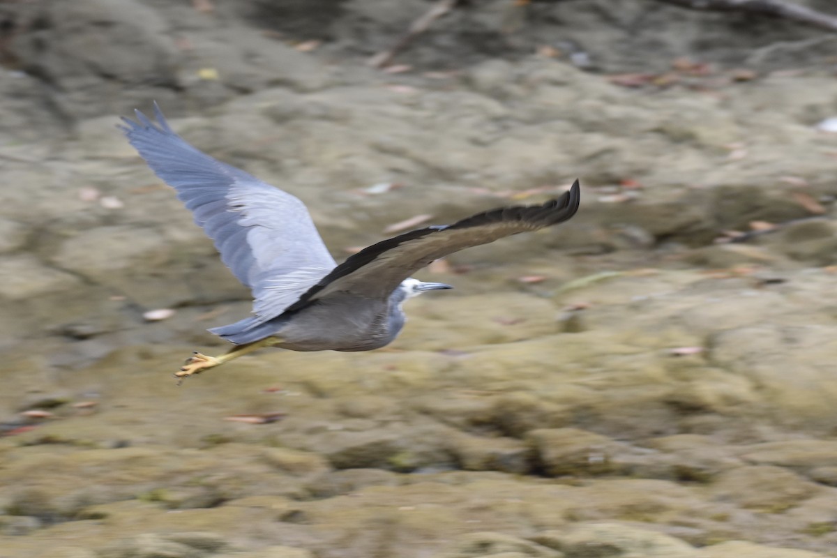 White-faced Heron - ML248901421