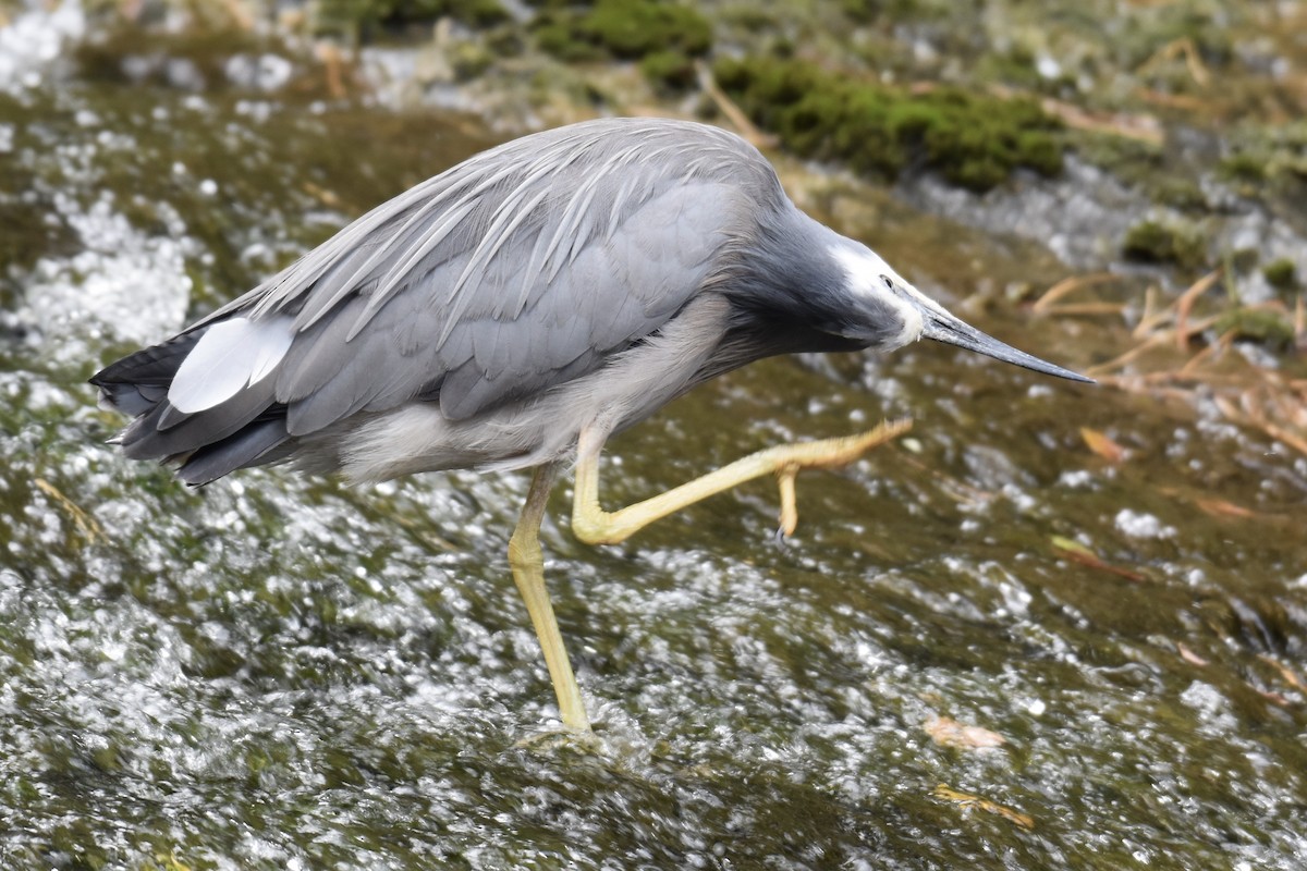 White-faced Heron - ML248901441