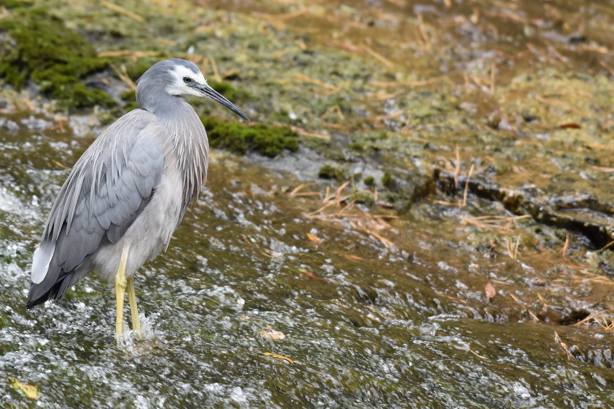 White-faced Heron - Debbie Metler