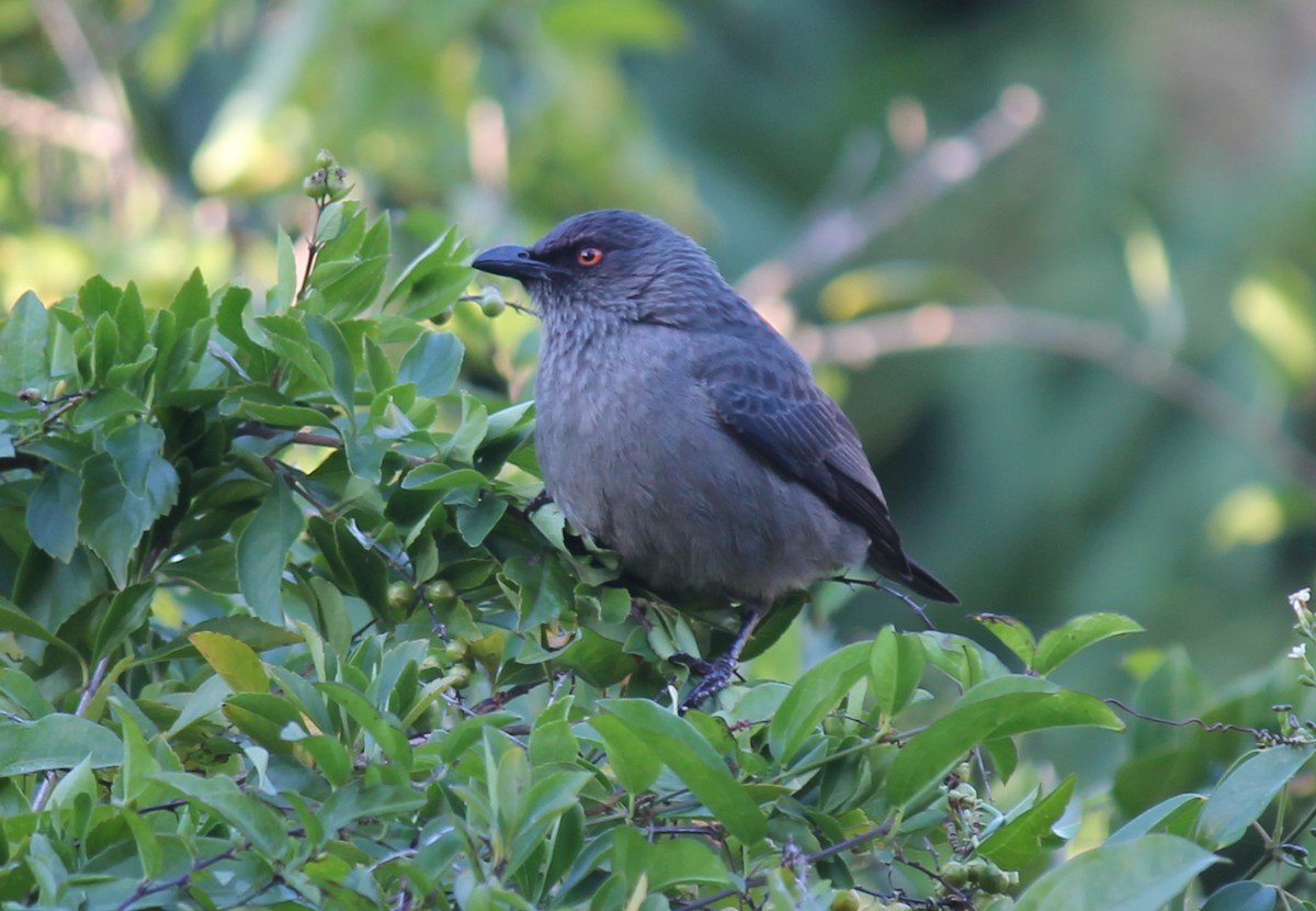 Striated Starling - Stephan Lorenz