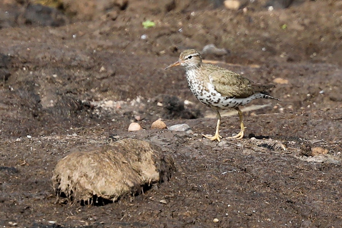 Spotted Sandpiper - Mike Shull