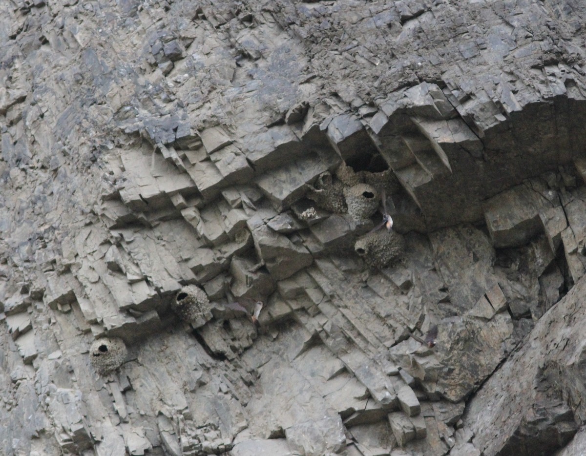 Cliff Swallow - ML248902511
