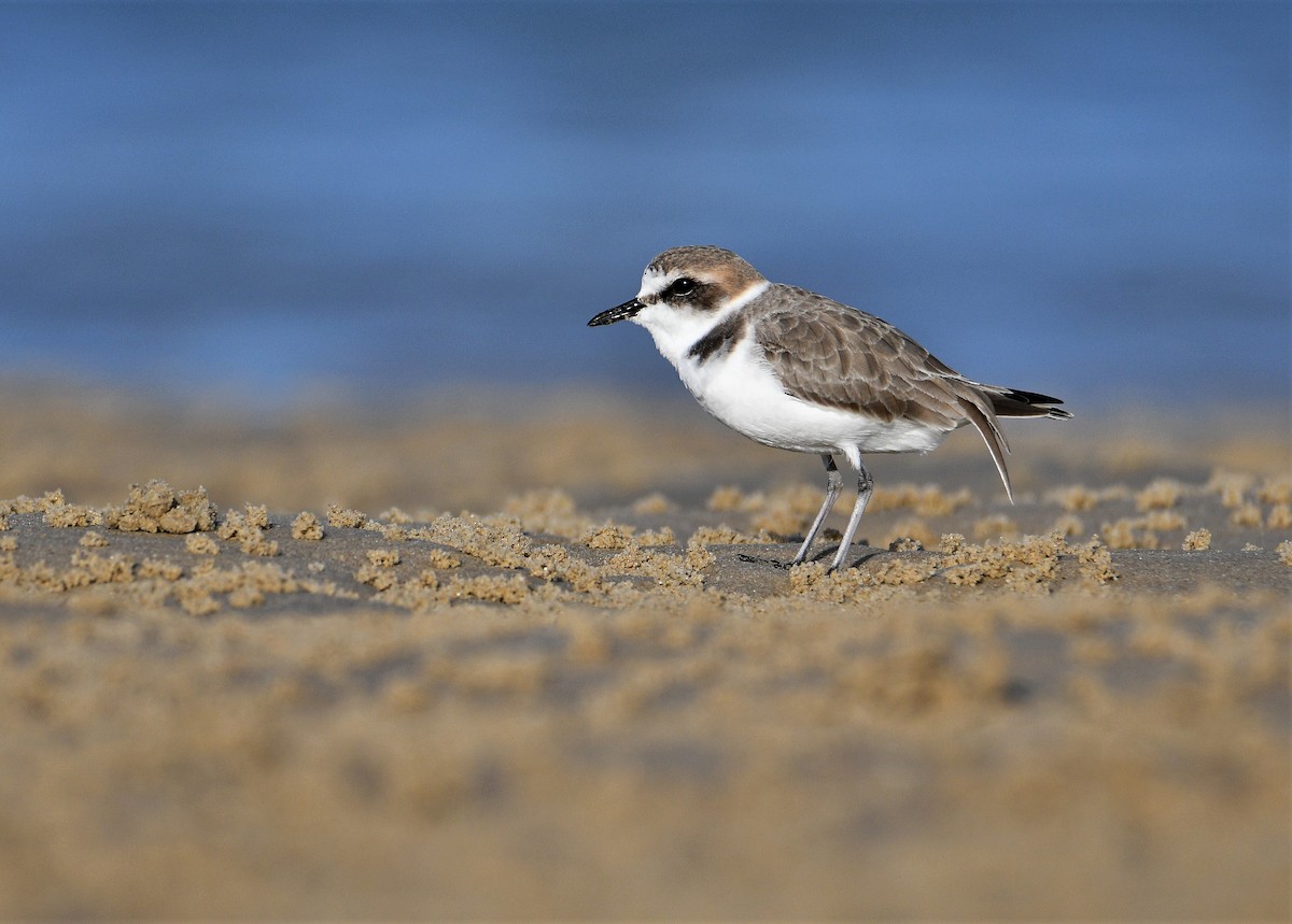 Kentish Plover - Michael Daley