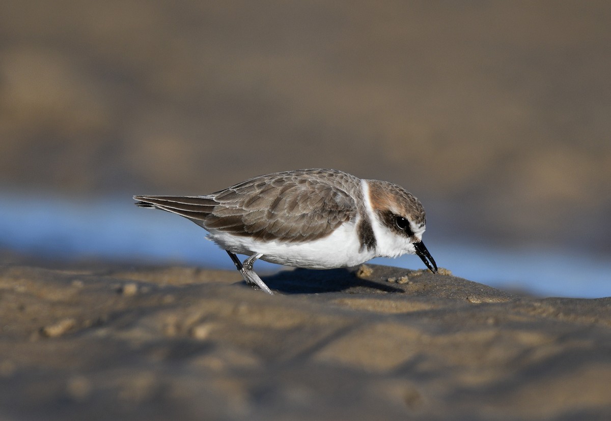 Kentish Plover - Michael Daley