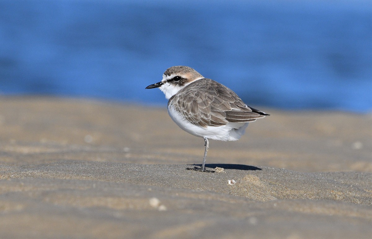 Kentish Plover - Michael Daley