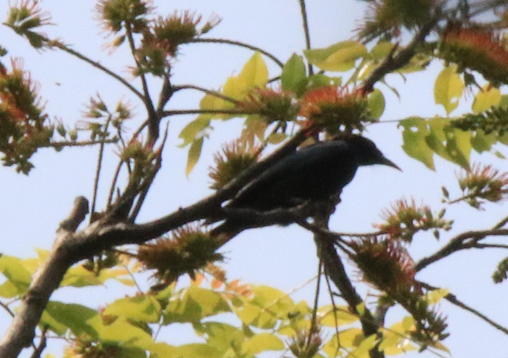 Drongo à crinière - ML248904851