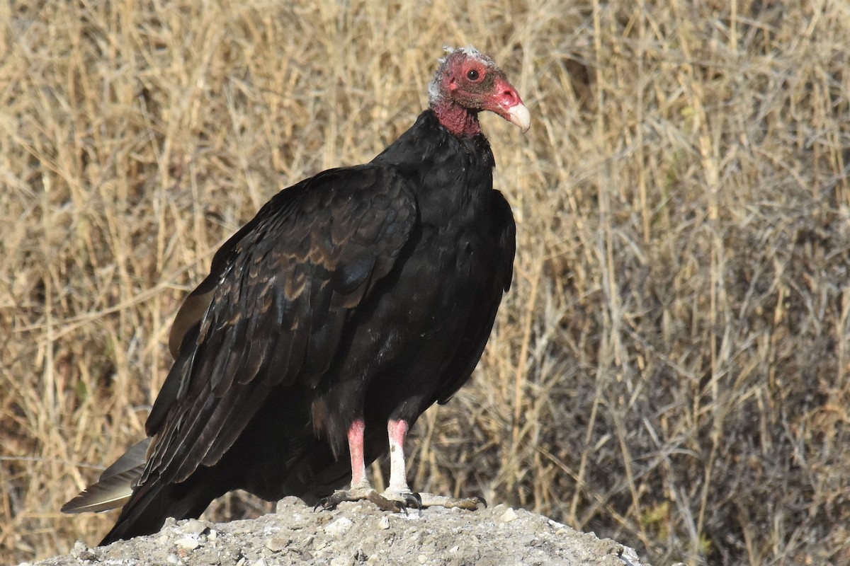 Turkey Vulture - ML248905081