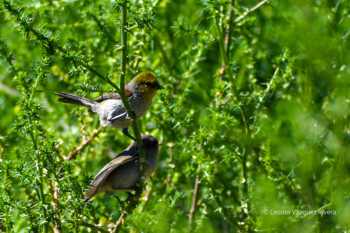 Verdin - ML248906181