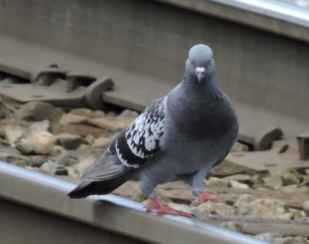 Rock Pigeon (Feral Pigeon) - ML248906901