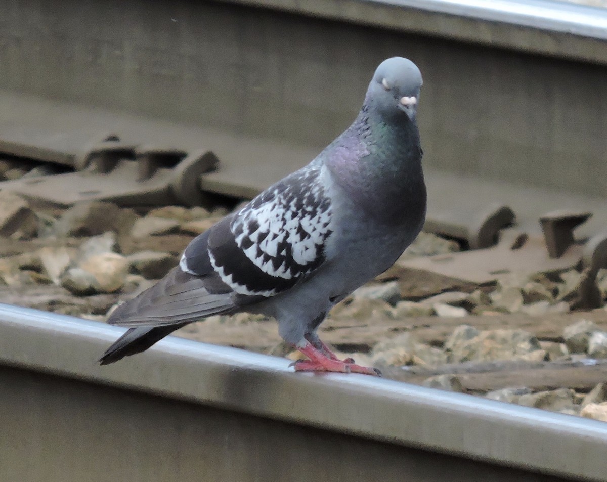 Rock Pigeon (Feral Pigeon) - ML248906911