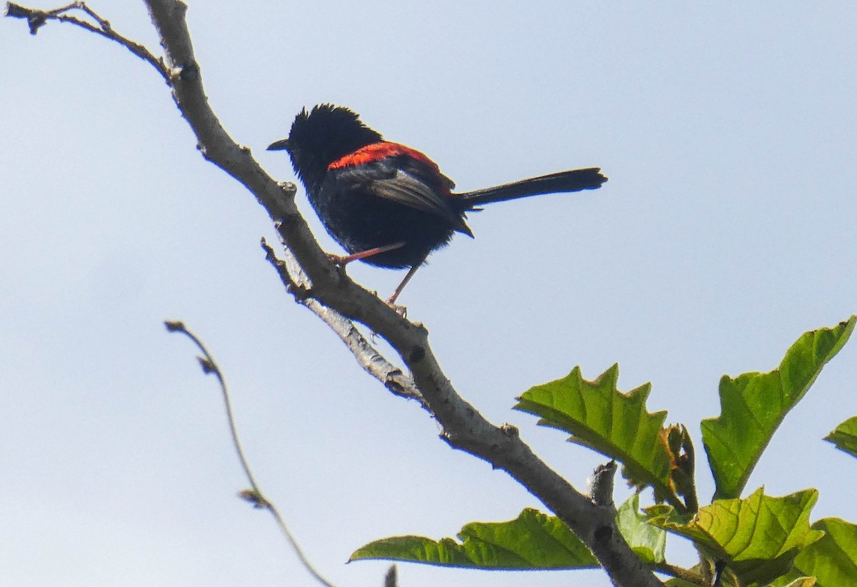 Red-backed Fairywren - Paul Dobbie