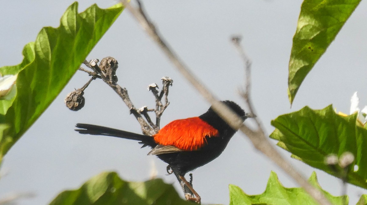 Red-backed Fairywren - Paul Dobbie