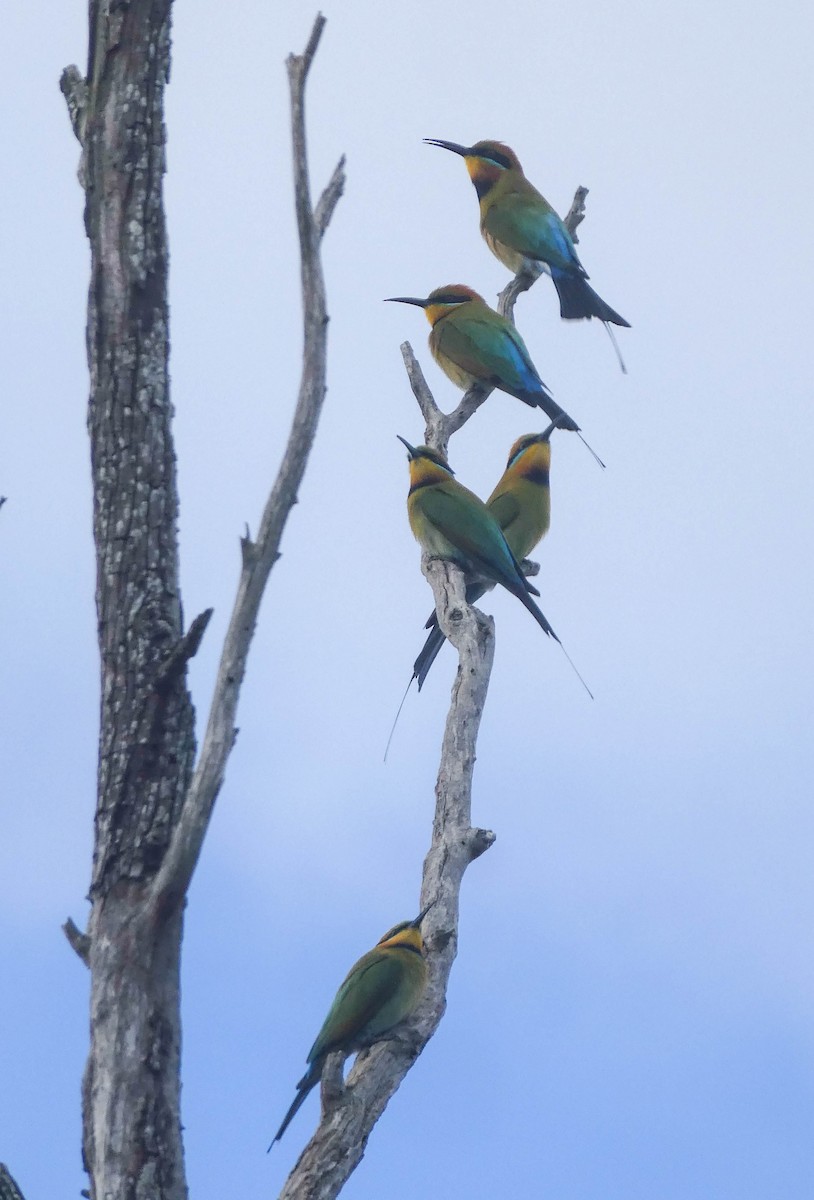 Rainbow Bee-eater - Paul Dobbie