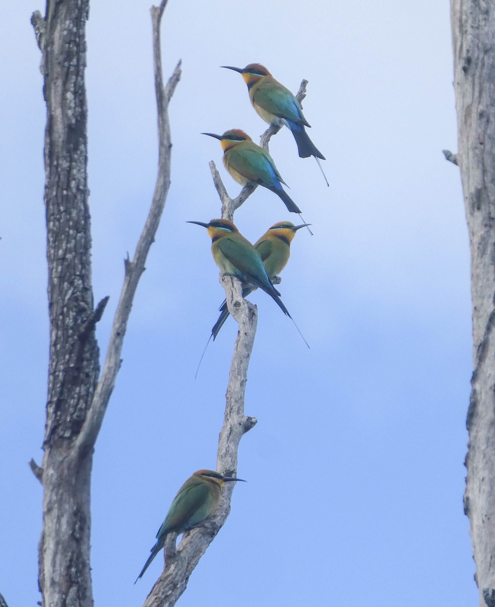 Rainbow Bee-eater - Paul Dobbie