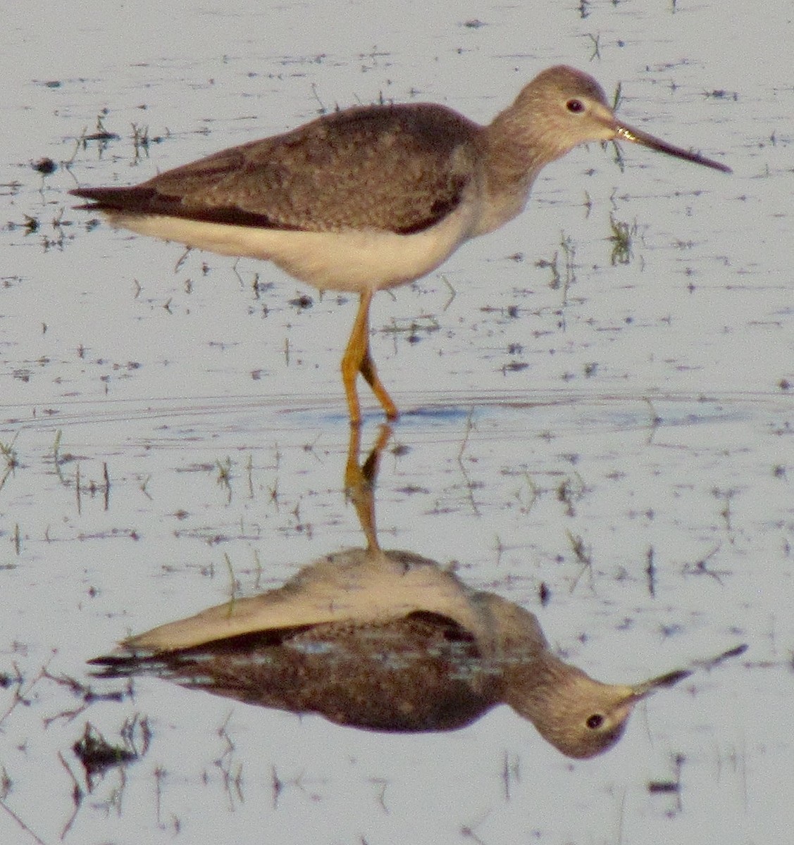 Greater Yellowlegs - ML24891011