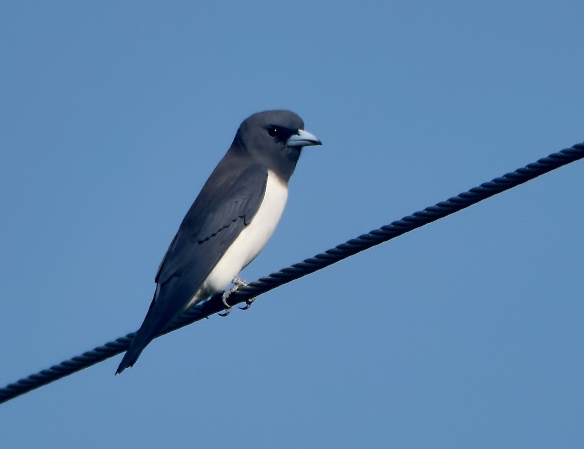 White-breasted Woodswallow - ML248911691