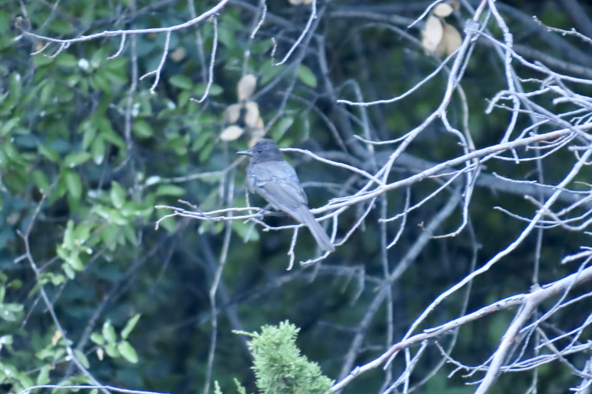 Black Phoebe - ML248911871