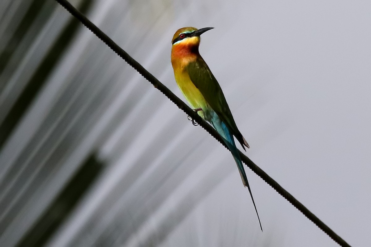 Blue-tailed Bee-eater - ML248912771