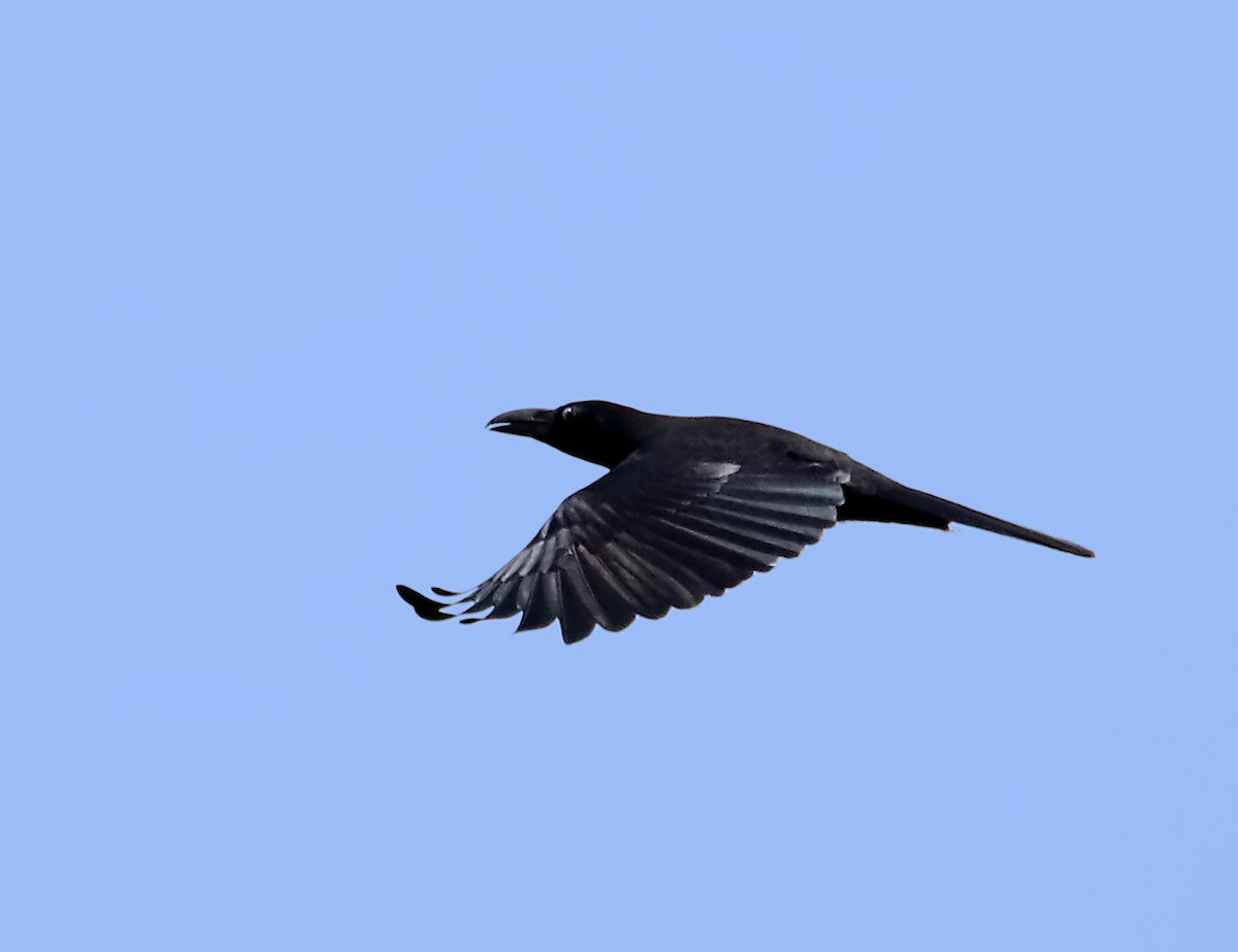 Large-billed Crow - Chris Chafer