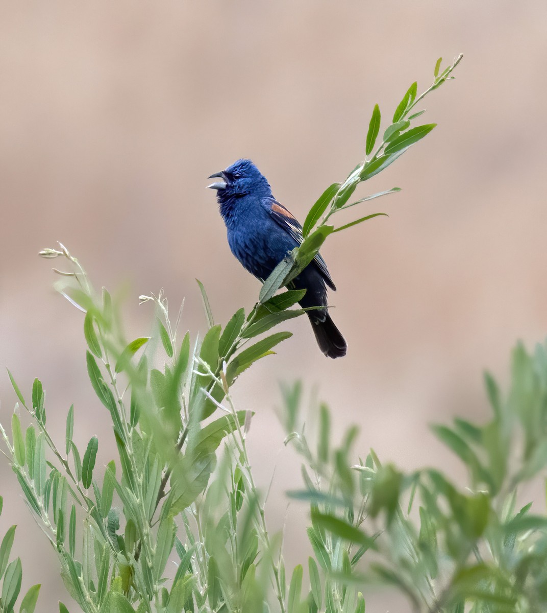 Blue Grosbeak - ML248913641