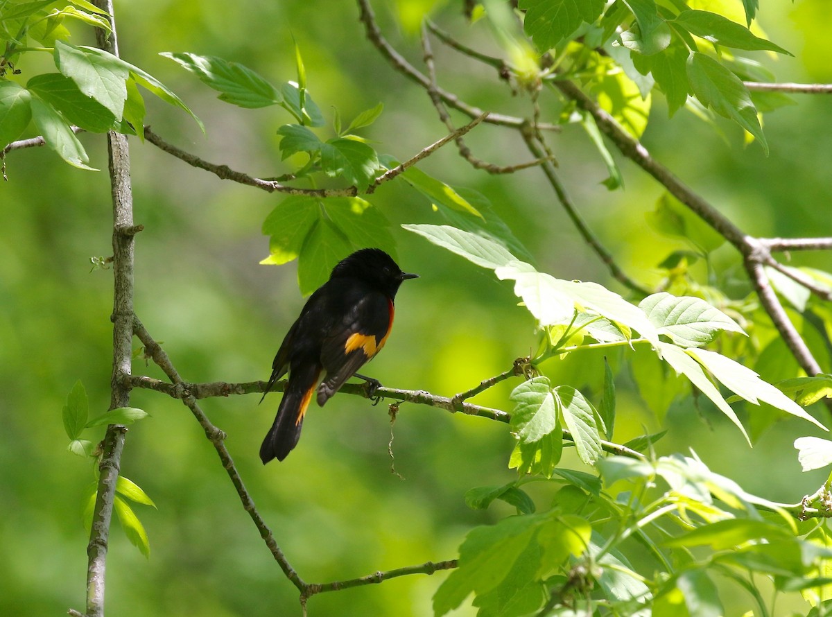 American Redstart - Sandy Vorpahl