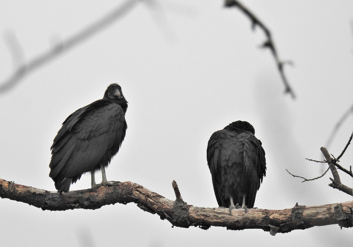 Black Vulture - ML248914191
