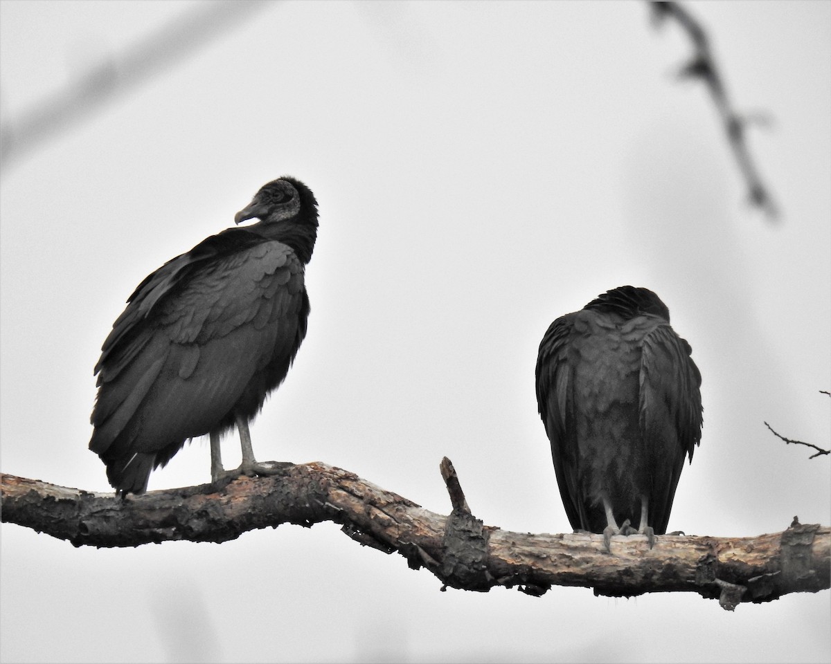 Black Vulture - ML248914201