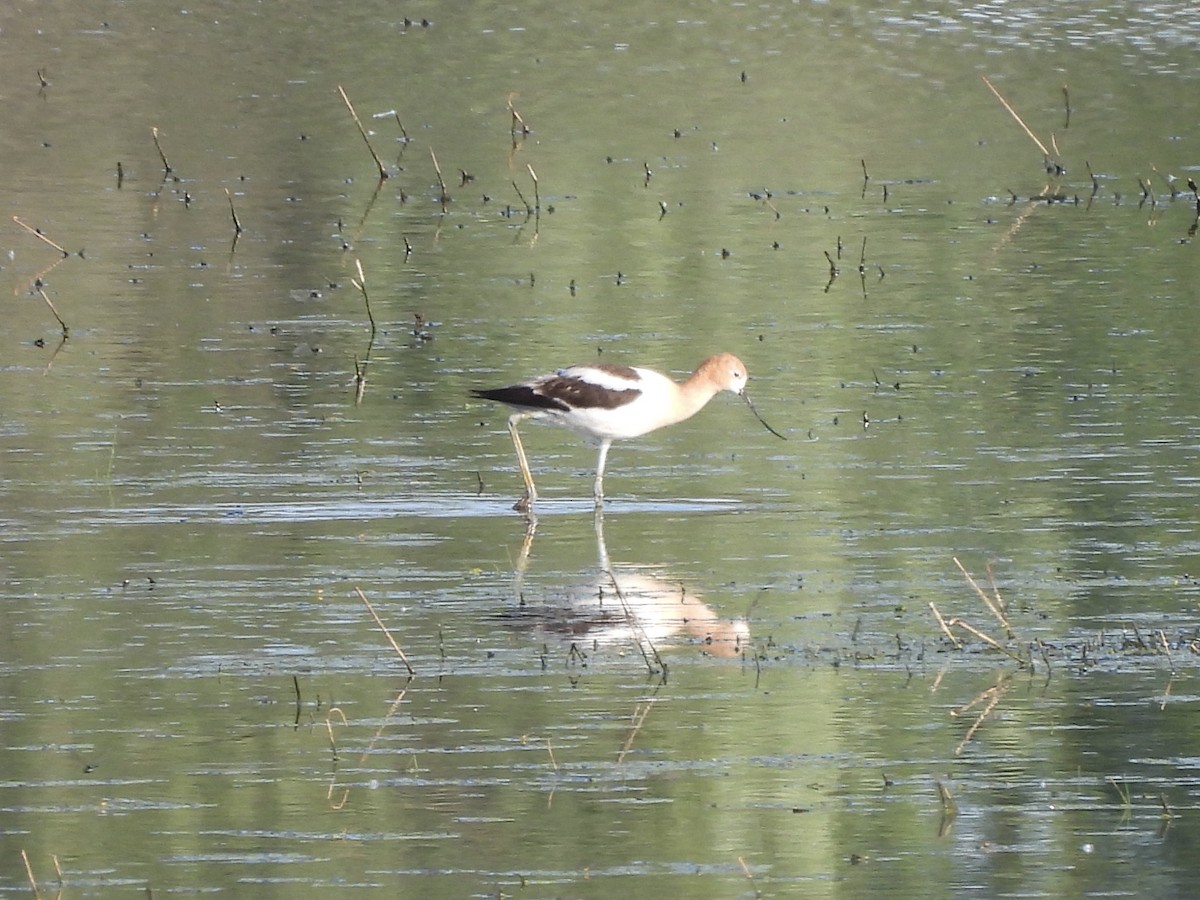 American Avocet - ML248916061
