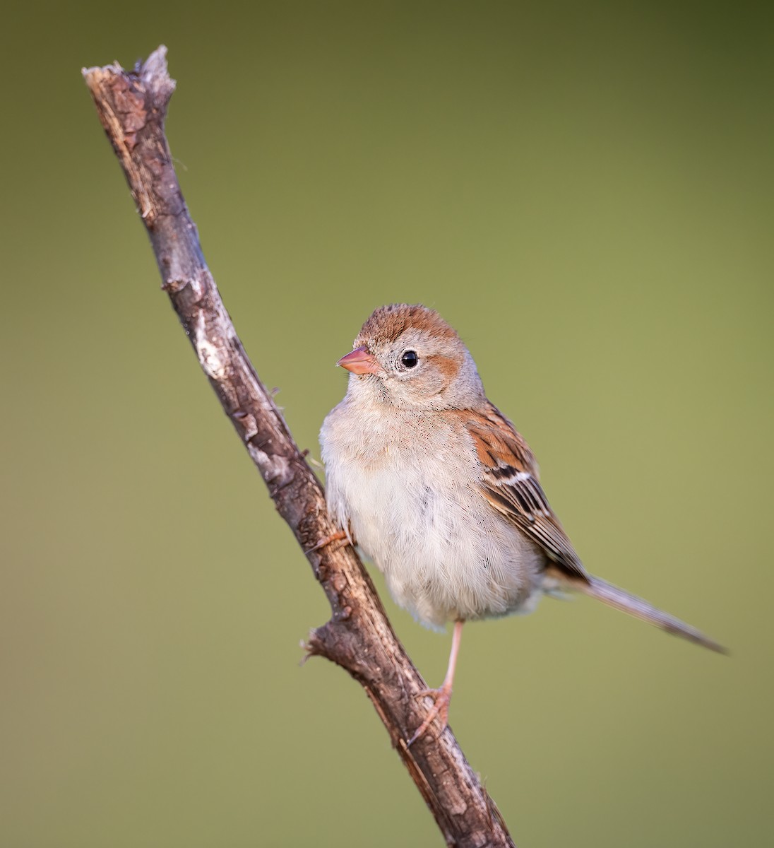 Field Sparrow - Ryan Sanderson