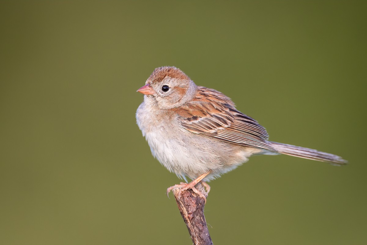 Field Sparrow - Ryan Sanderson