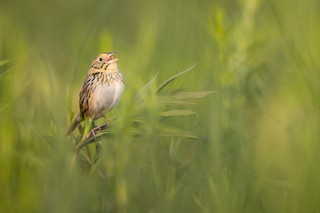 Henslow's Sparrow