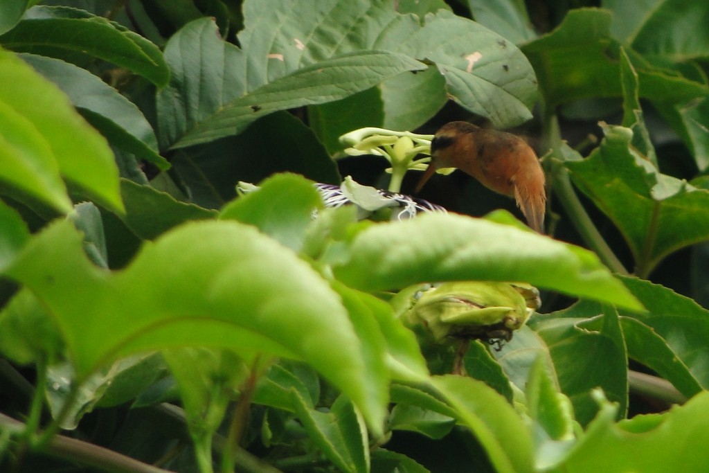 Коричневый колибри-отшельник - ML248918341