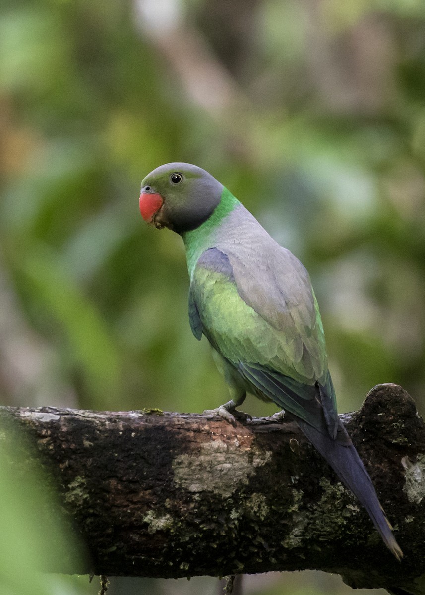 Layard's Parakeet - Moditha Kodikara Arachchi