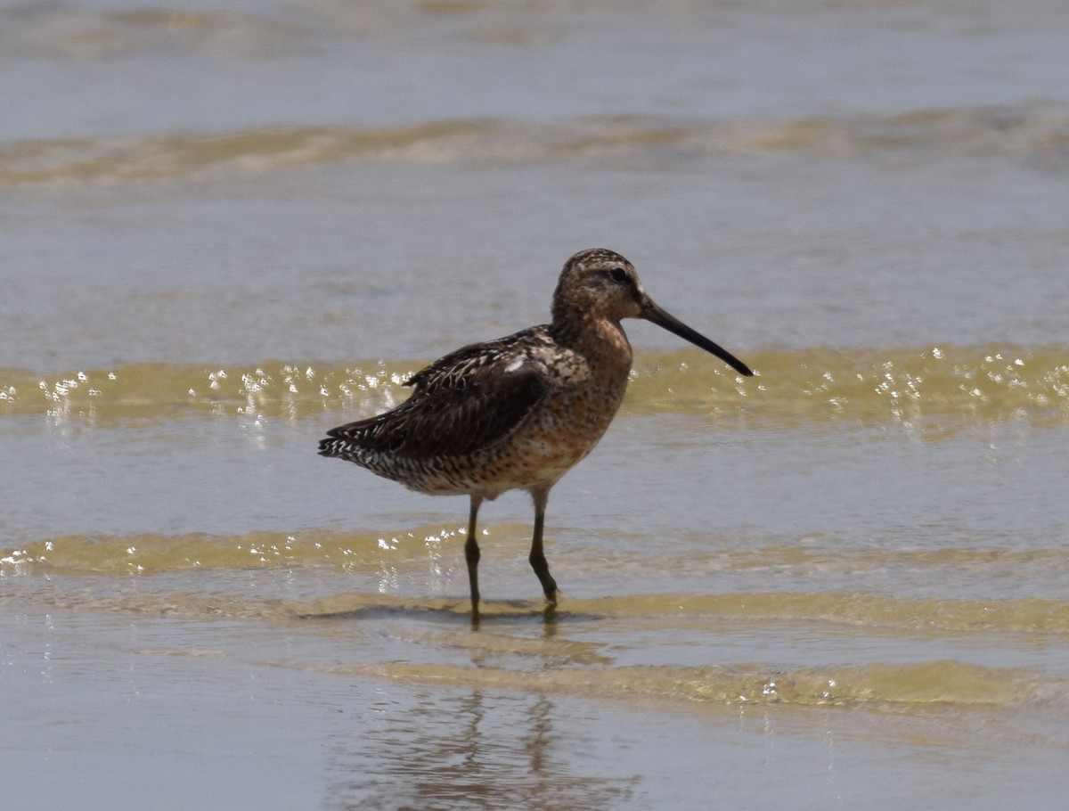 Short-billed Dowitcher - ML248920491