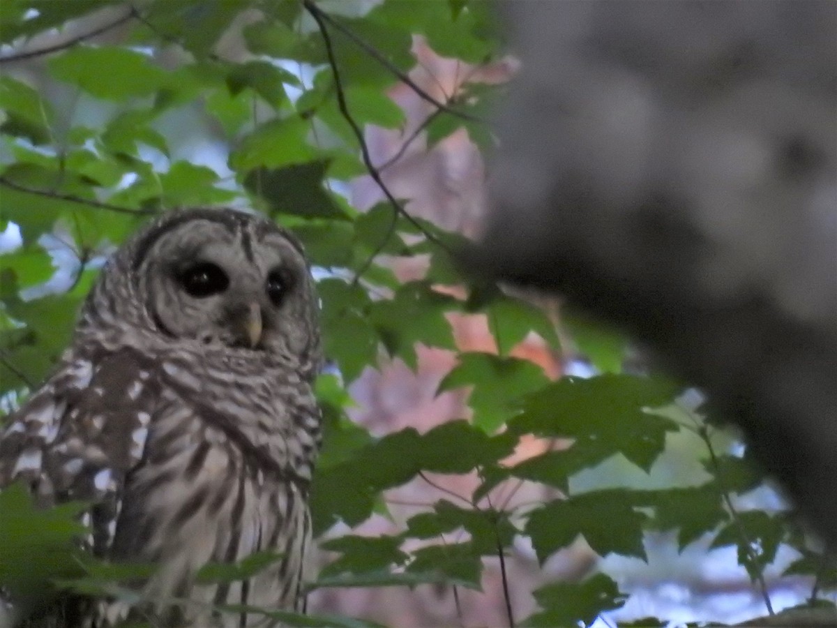 Barred Owl - Prashant A