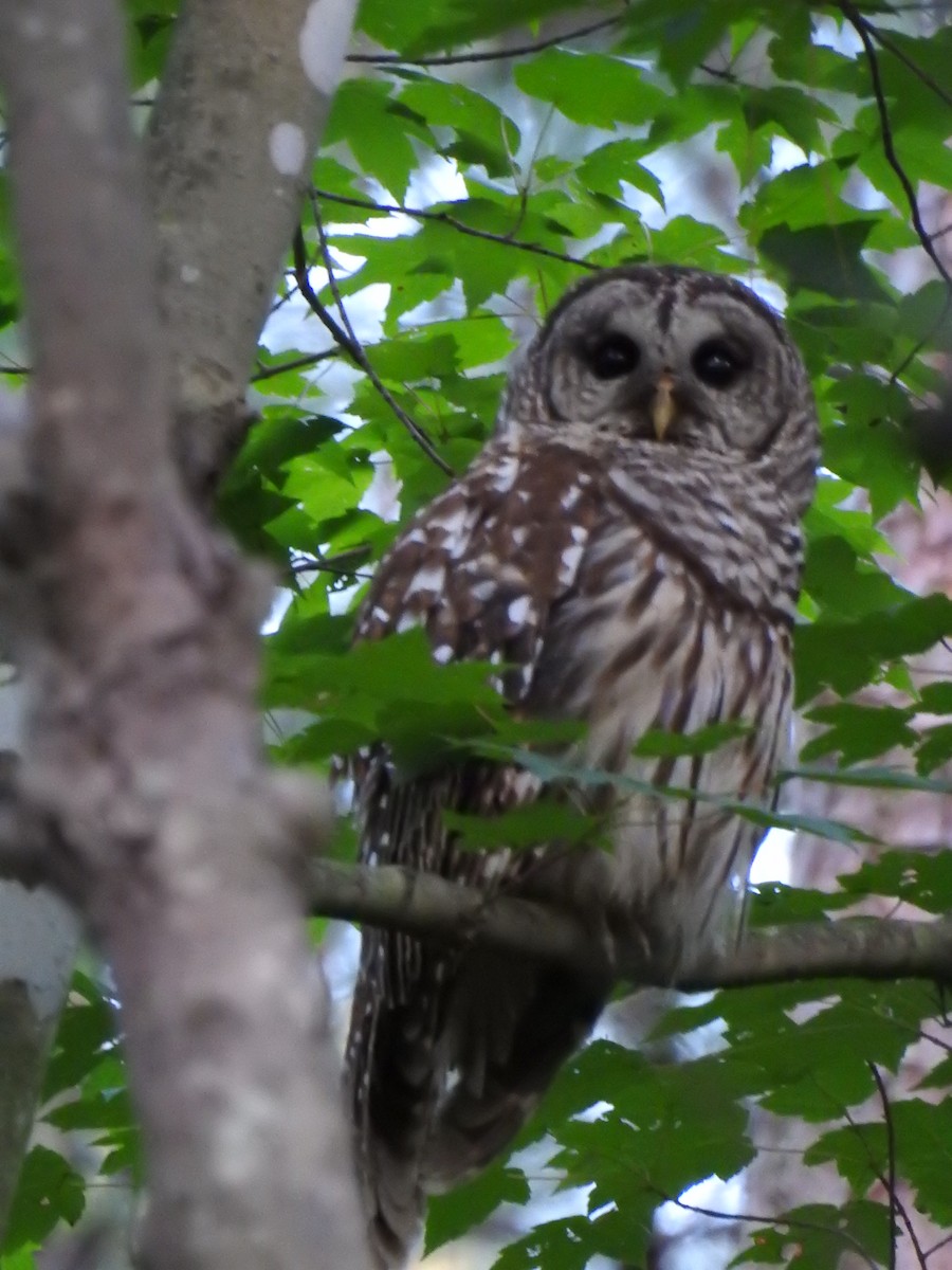 Barred Owl - Prashant A