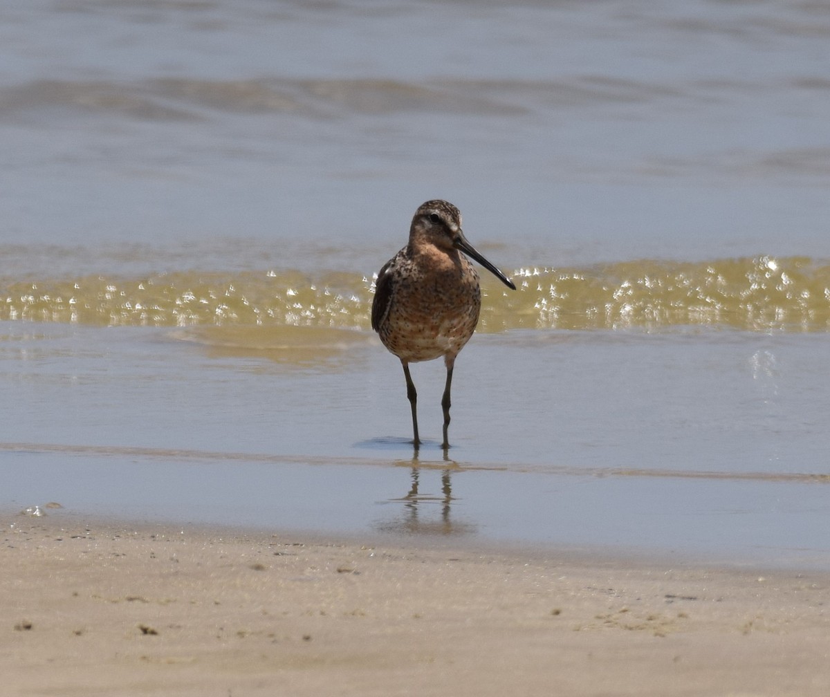 Short-billed Dowitcher - ML248920891