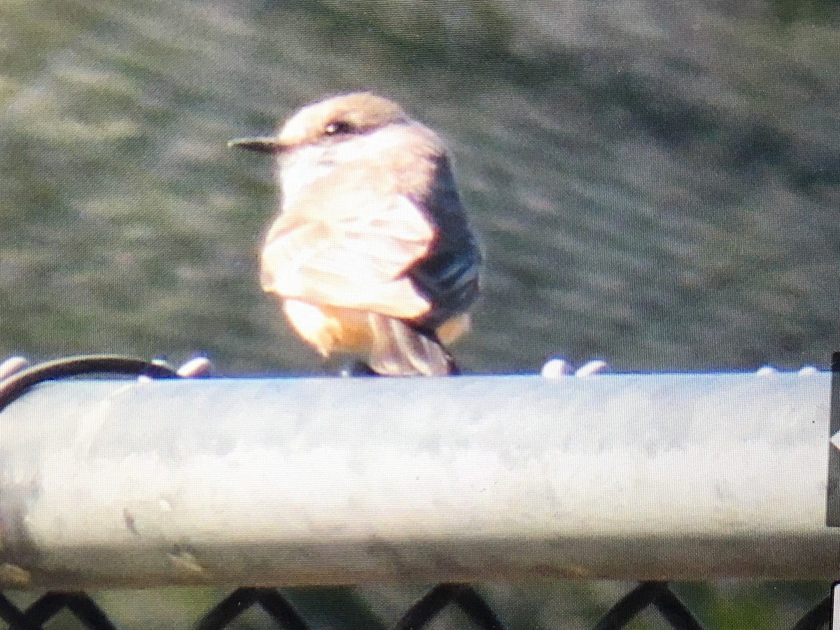 Vermilion Flycatcher - ML24892291