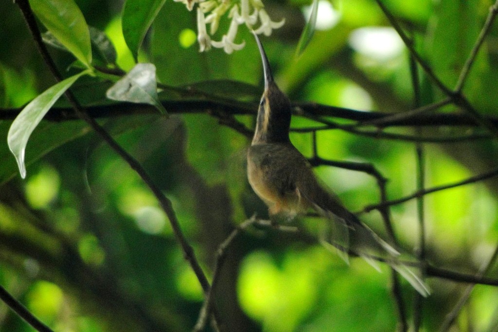 kolibřík temnohrdlý - ML248924461